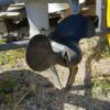 Evinrude 4KM 2T cały na części (spodzina)